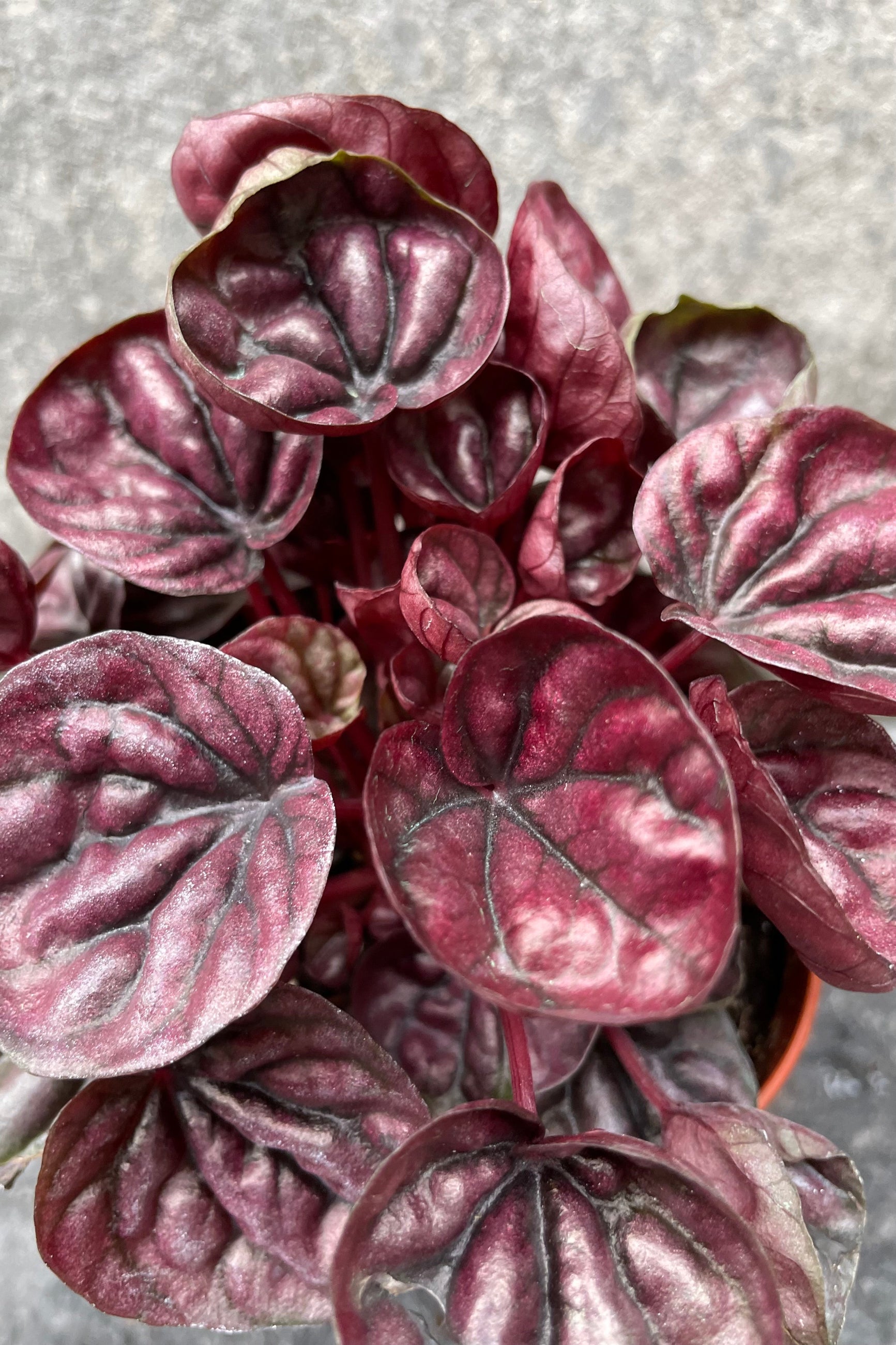 Close up of Peperomia caperata 'Schumi Red' foliage ©Sprout Home