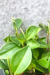 Close up of Peperomia cubensis