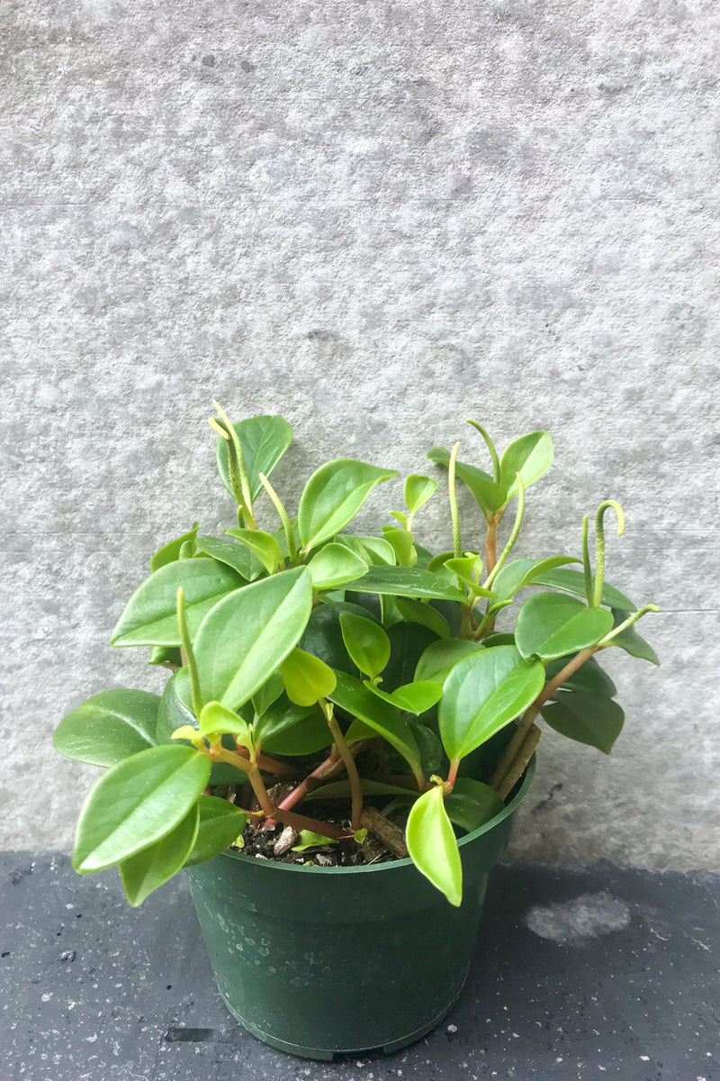 Peperomia cubensis in four inch pot in front of grey background