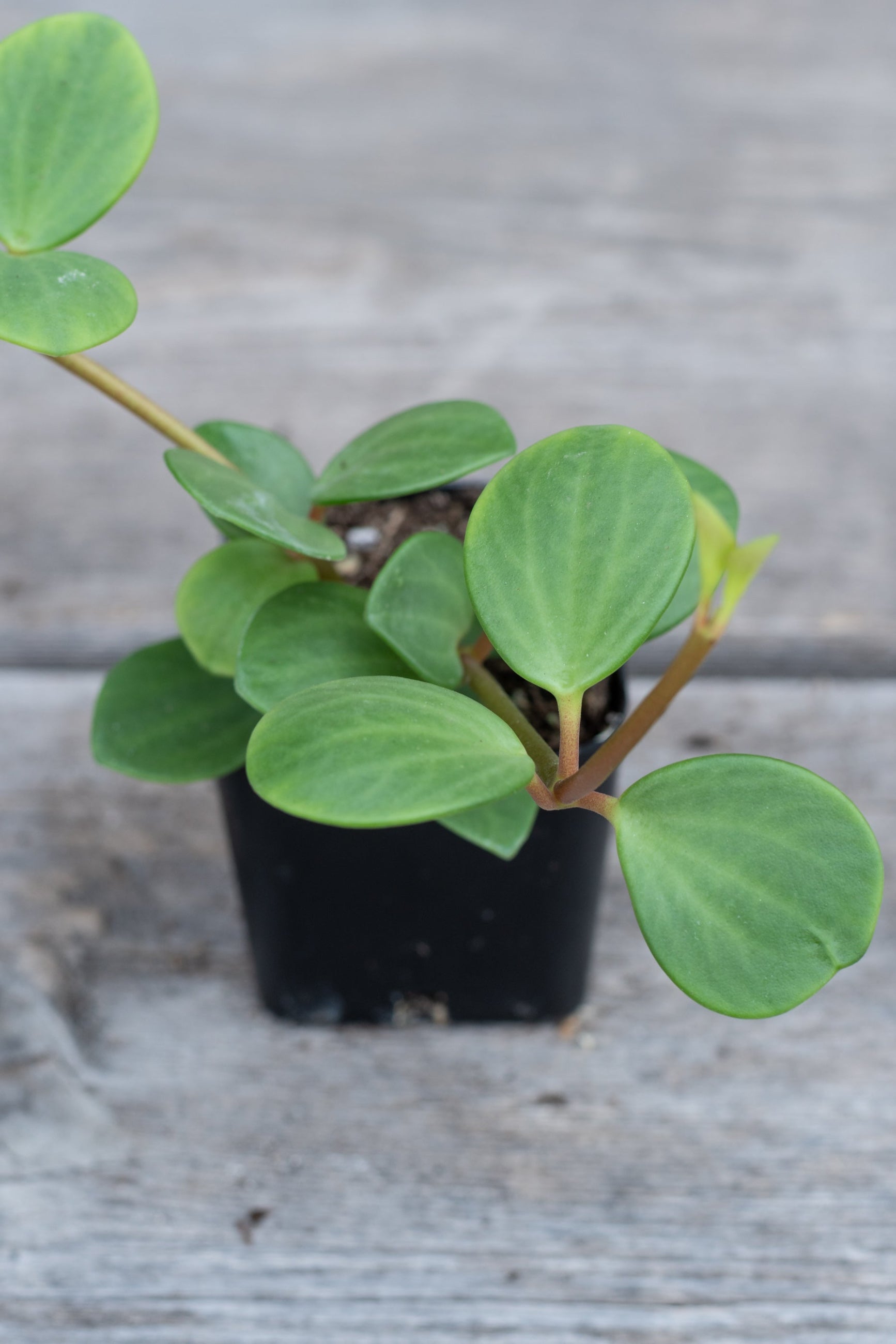 Close up of Peperomia 'Hope' leaves ©Sprout Home