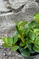 A close-up view of the leaves of the 4" Peperomia against a concrete background