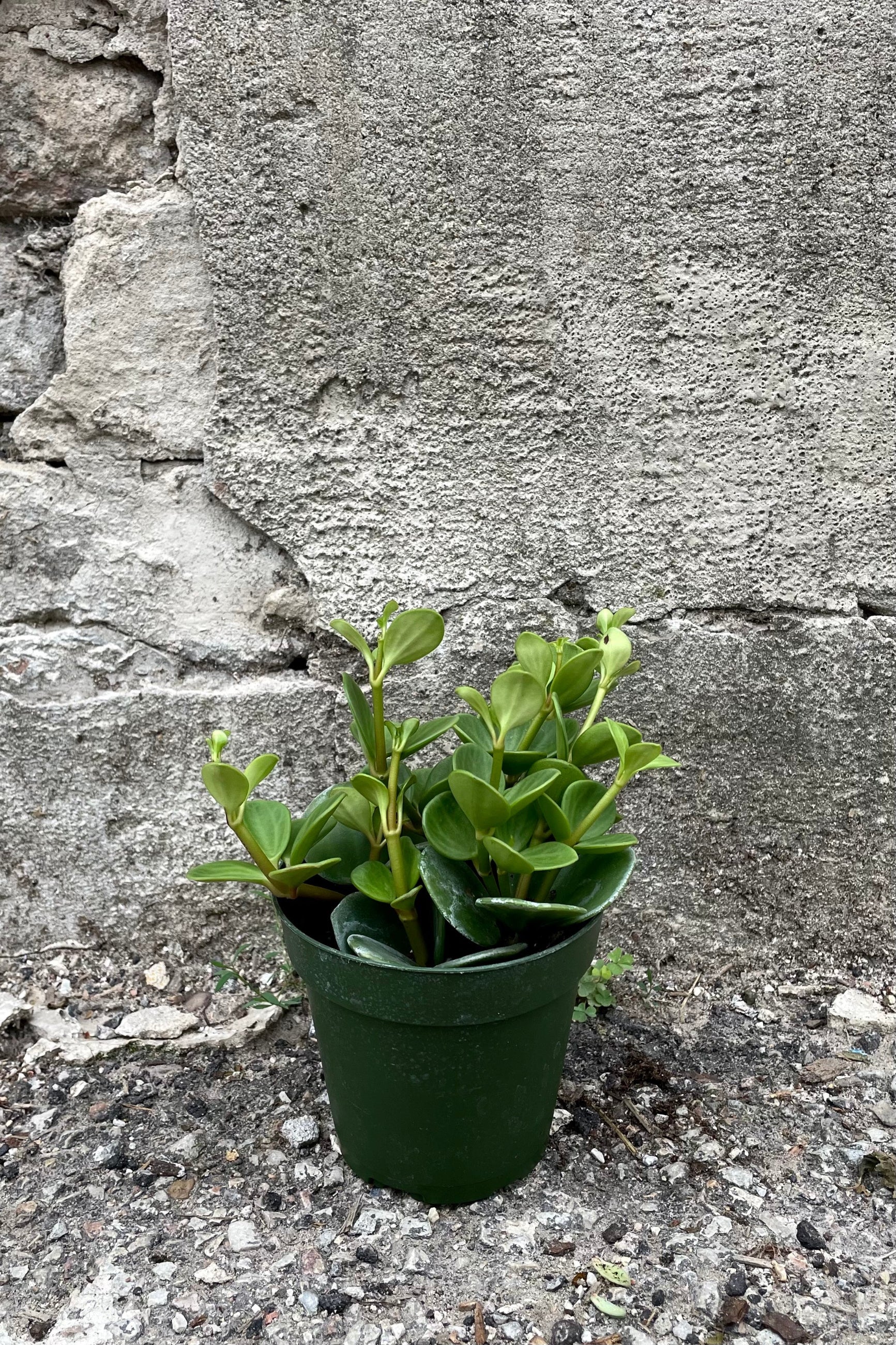 A full-body view of the 4" Peperomia in a grower pot against a concrete background ©Sprout Home