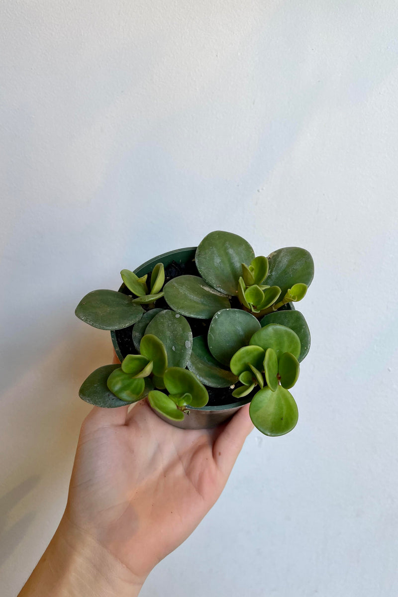 The Peperomia 'Hope' is held against a white backdrop.