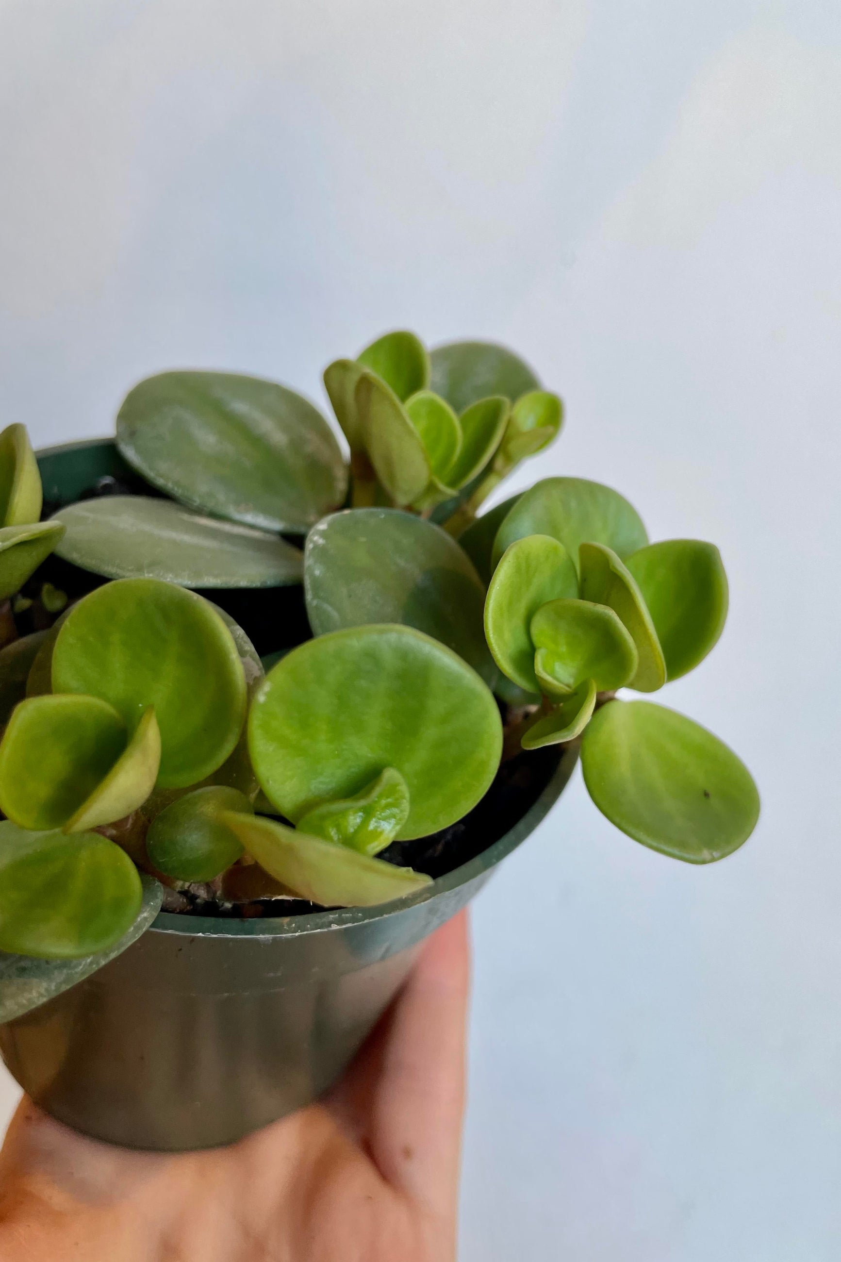 A detailed look at the Peperomia "Hope" 4". ©Sprout Home