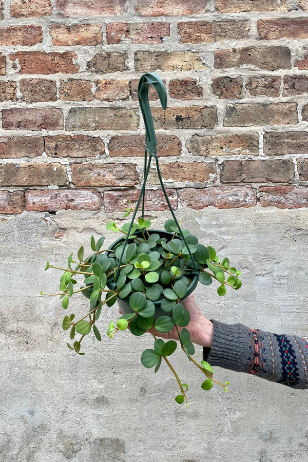 Peperomia 'Hope' 8" green hanging growers pot with succulent round vining leaves against a grey wall