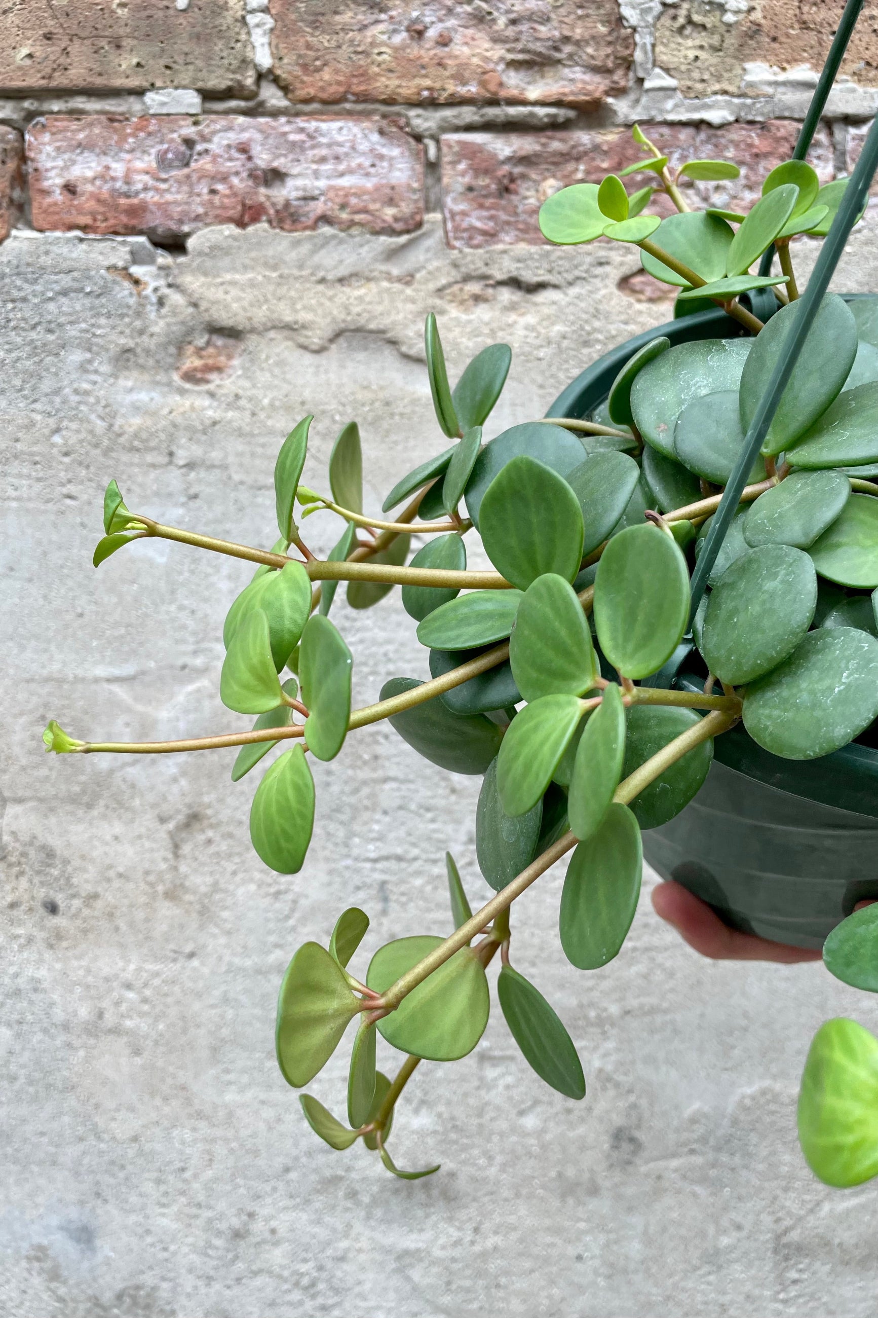 Peperomia 'Hope' 8" detail of succulent round vining leaves  against a grey wall ©Sprout Home