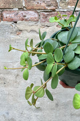 Peperomia 'Hope' 8" detail of succulent round vining leaves  against a grey wall