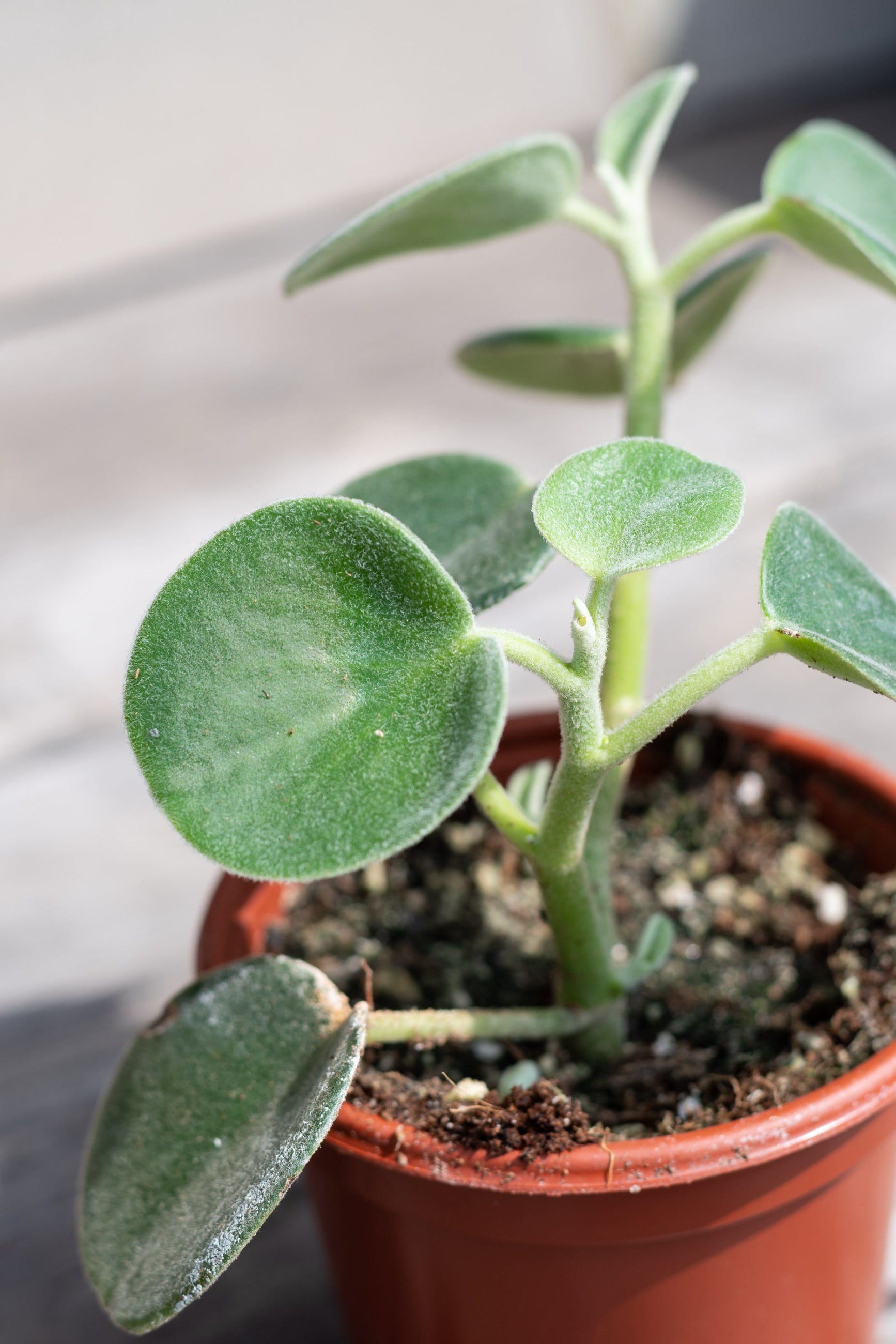 Close up of Peperomia incana "Felted Peperomia" leaves ©Sprout Home