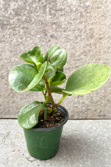 Peperomia obtusifolia in 4 inch pot against grey background