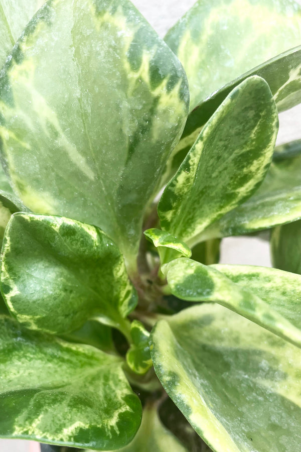 A detailed view of the Peperomia obtusifolia 'Lemon Lime' 4" against a concrete backdrop