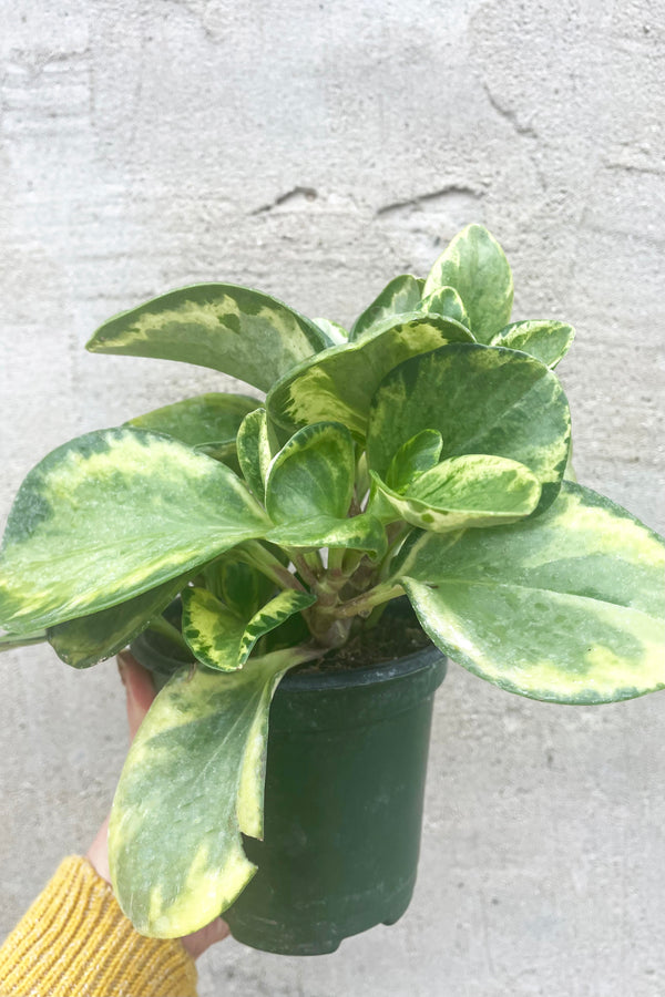 A hand holds the Peperomia obtusifolia 'Lemon Lime' 4" in a grow pot against a concrete backdrop