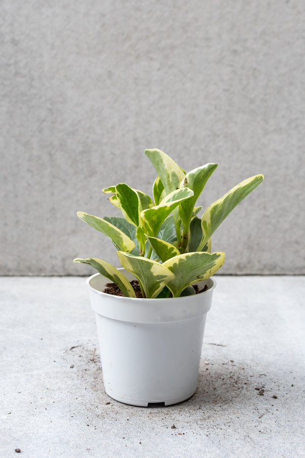 Peperomia obtusifolia variegated plant in a 4 inch pot against a grey wall. 