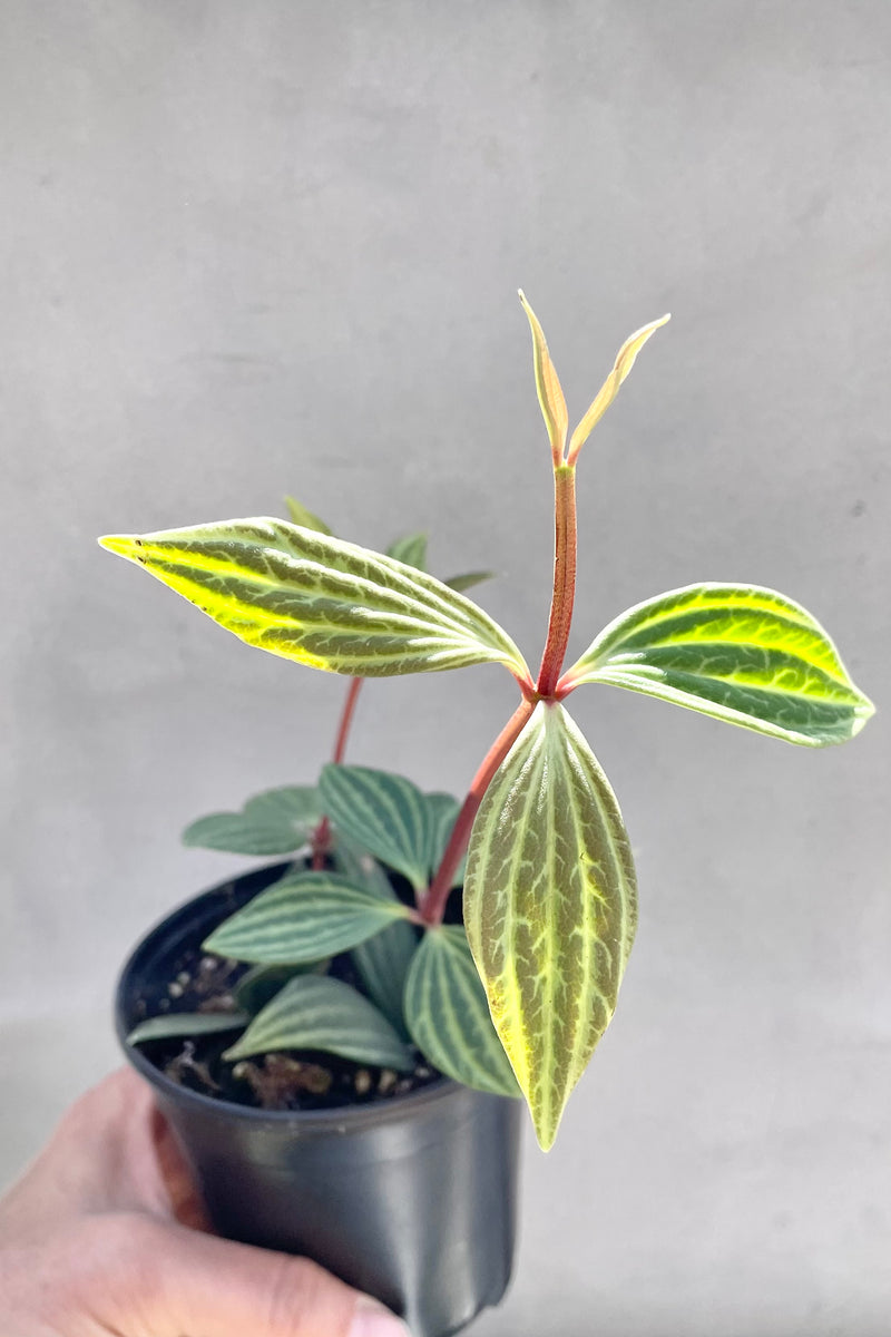 the Peperomia puteolata in a 4" growers pot against a grey wall.