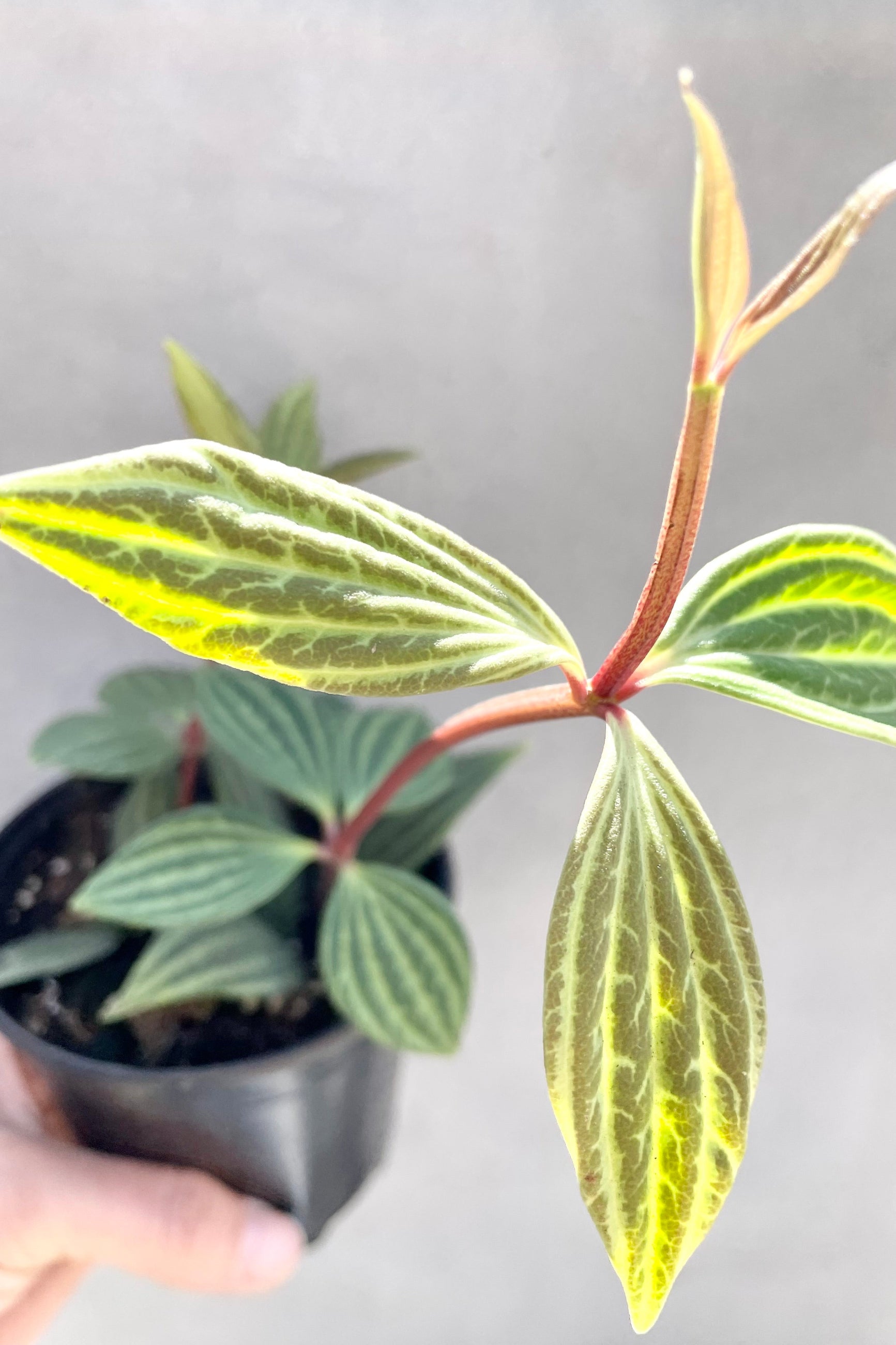 The Peperomia puteolata detail picture showing the striped leaves against a grey wall.  ©Sprout Home
