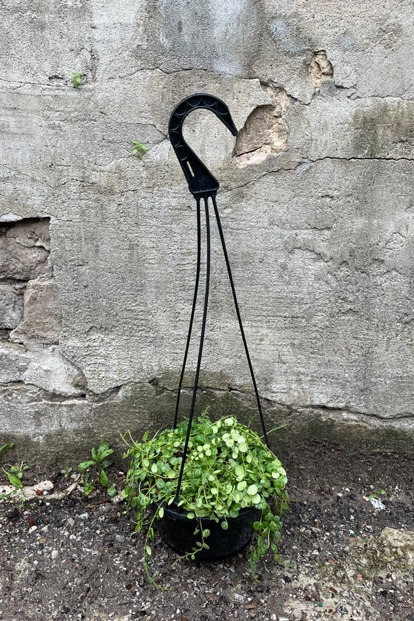 Peperomia prostrata 6" black growers hanging pot hard shelled vining leaves against a grey wall