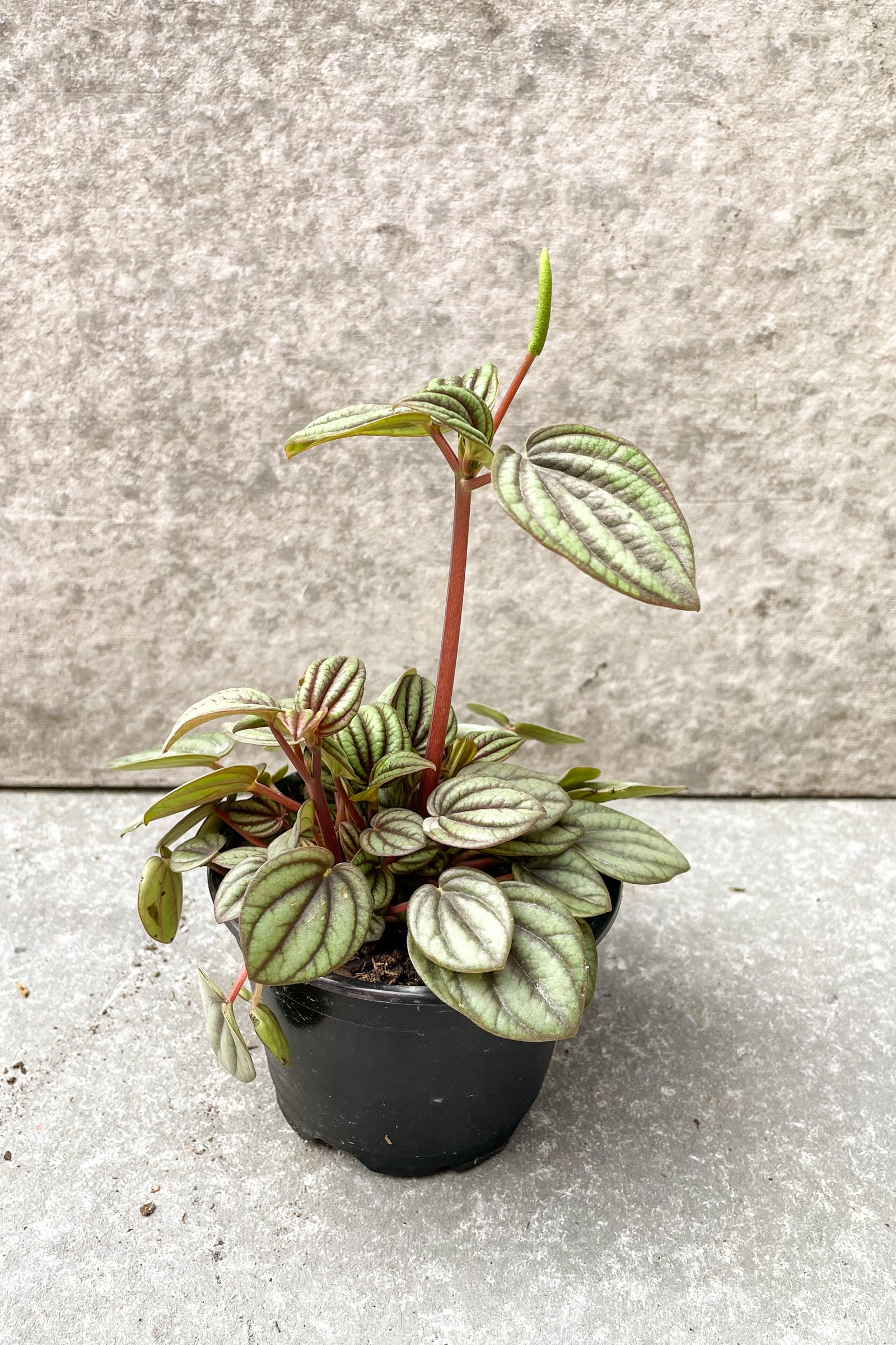 Peperomia 'Piccolo Banda'  in 4 inch pot against grey background