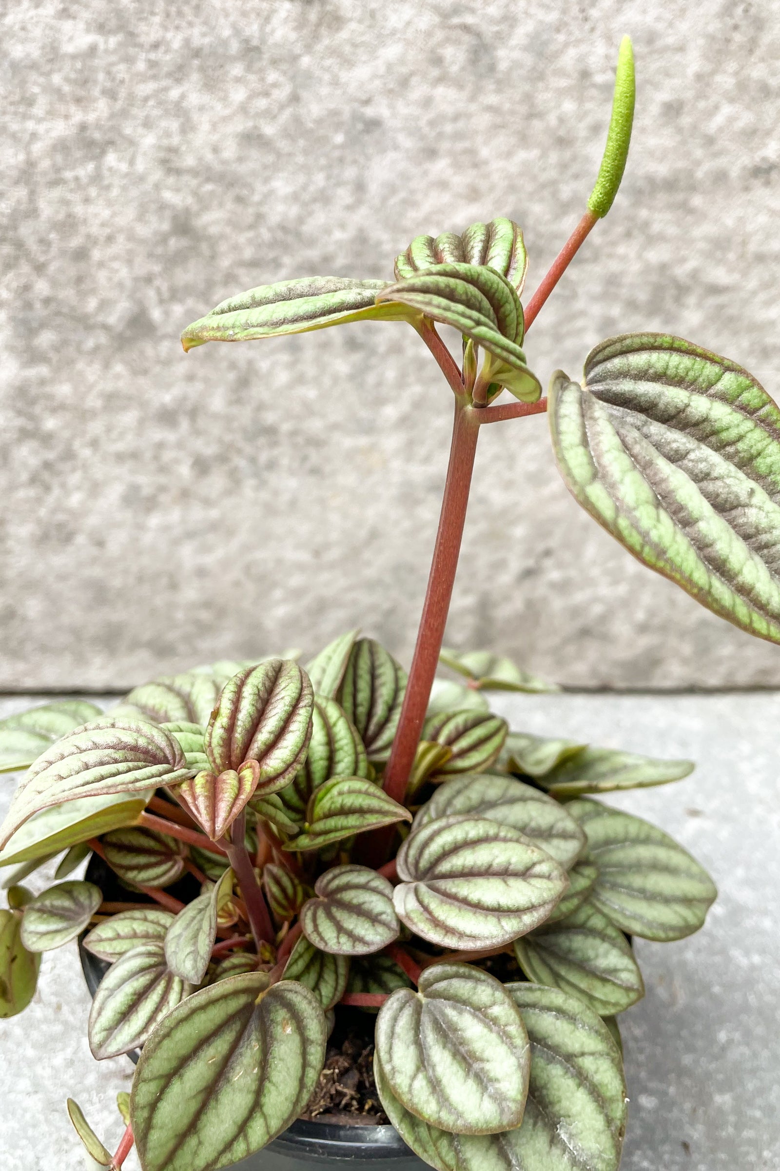 Close up of Peperomia 'Piccolo Banda'