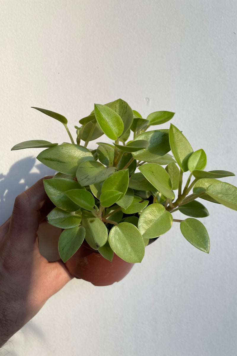 Photo of light green Peperomia Pixie Lime leaves on soft gray wall