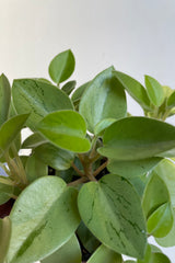Closeup photo of the mottled leaves of Peperomia Pixie Lime
