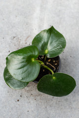 Peperomia Polybotrya from above in a four inch pot. 