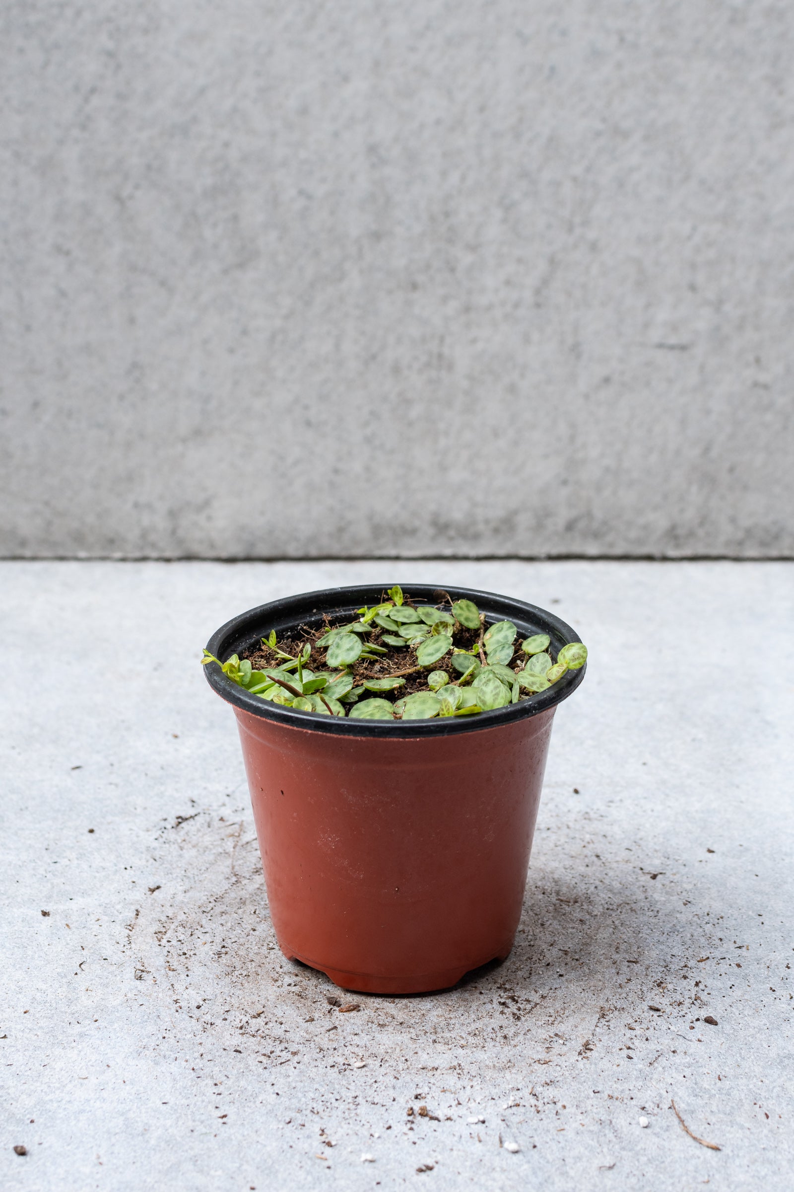 Peperomia prostrata in a 4 inch growers pot. 