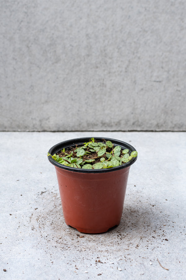 Peperomia prostrata in a 4 inch growers pot. 
