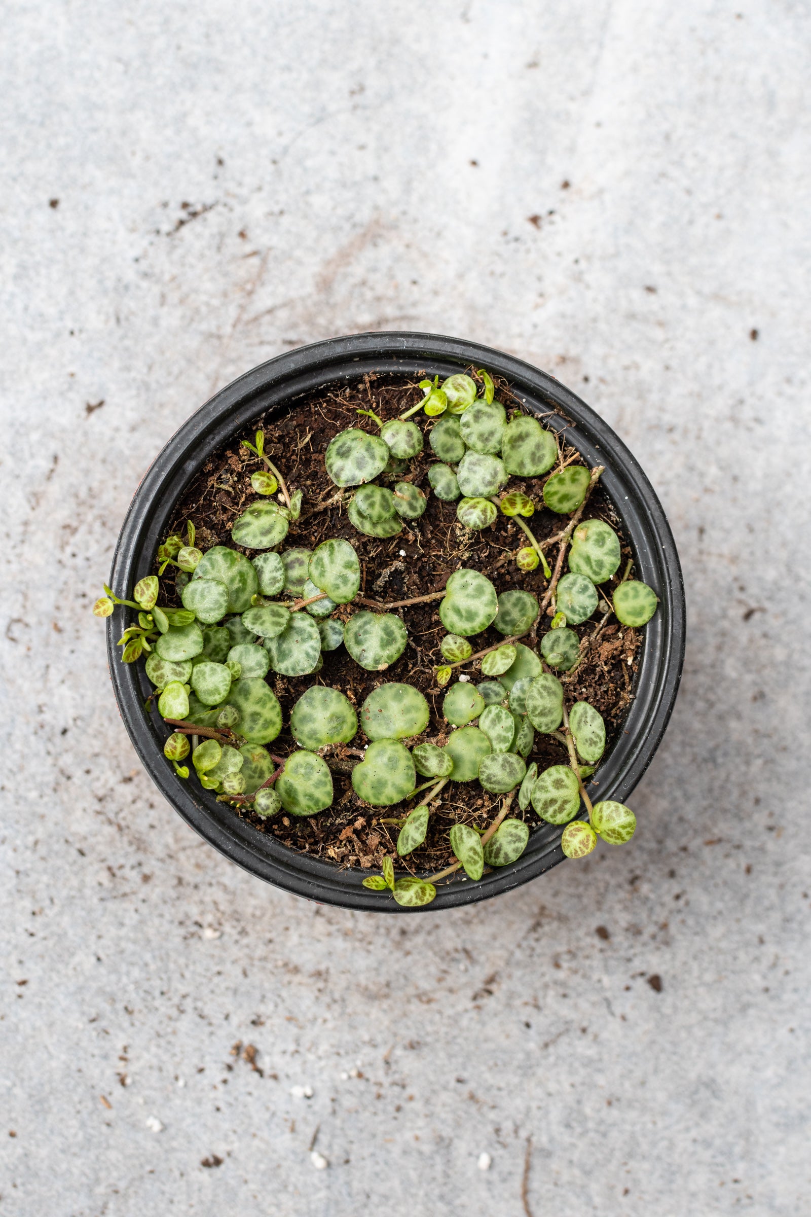 The turtle like leaves of a Peperomia prostrate plant. shown from above the pot looking down. 