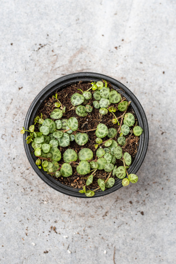 The turtle like leaves of a Peperomia prostrate plant. shown from above the pot looking down. 