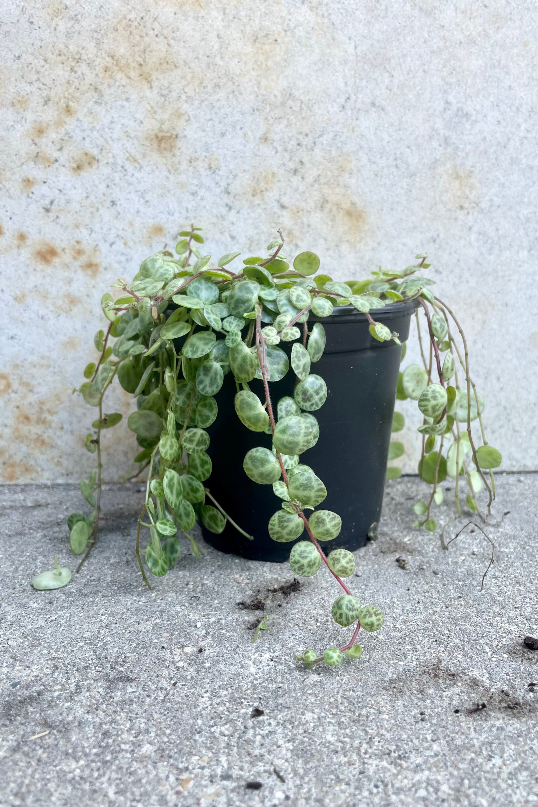 A Peperomia prostrata in a 4" growers pot against a grey wall at Sprout Home. ©Sprout Home