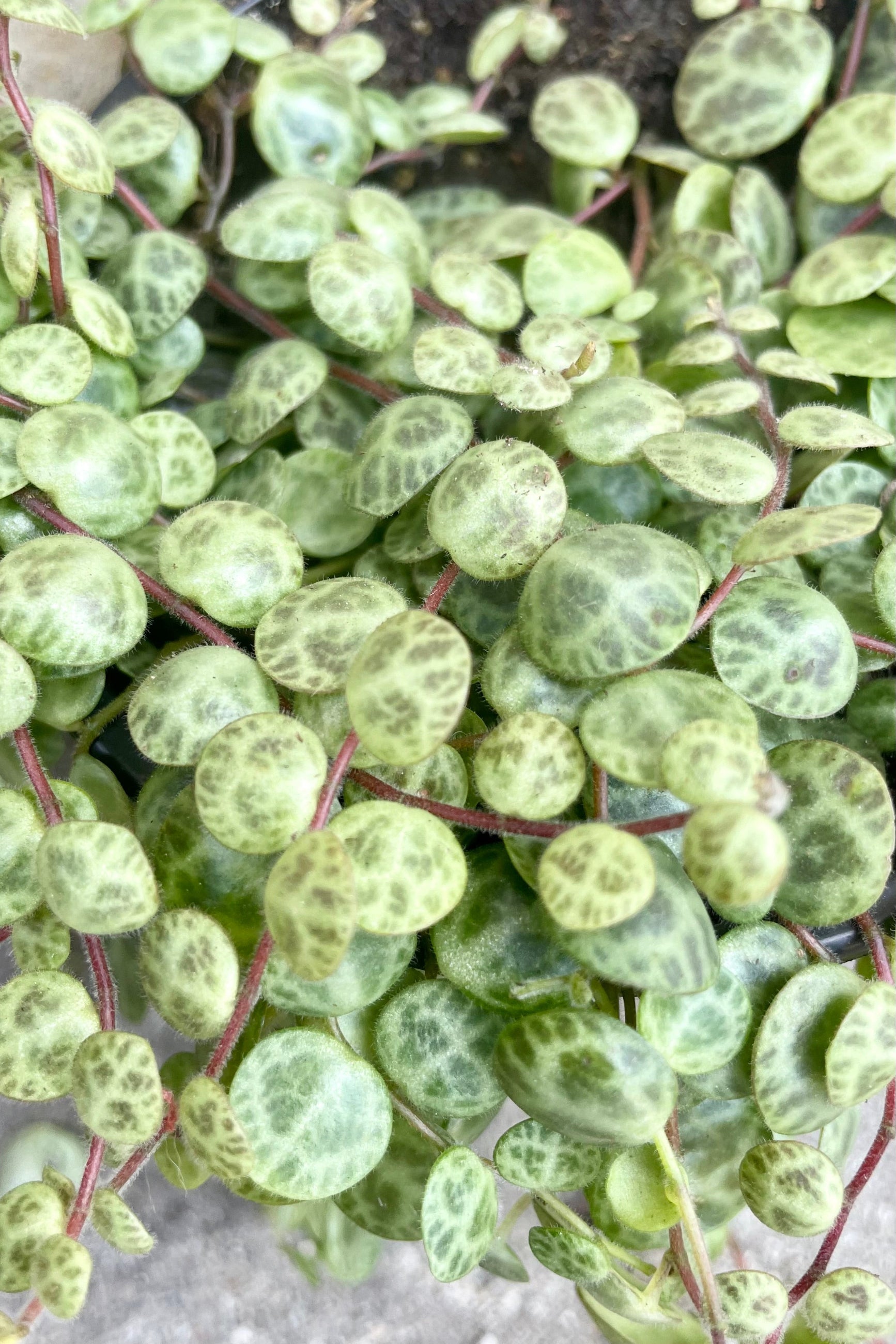 A detailed pictured of the turtle shaped leaves of the peperomia prostrata. ©Sprout Home