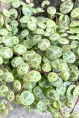 A detailed pictured of the turtle shaped leaves of the peperomia prostrata.