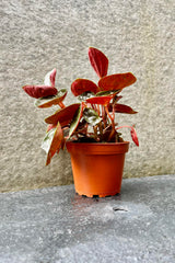 The Peperomia rugosa sits in a 4 inch grower's pot against a grey backdrop.