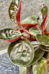 A detailed view of the Peperomia rugosa's round burgundy-esque leaves.