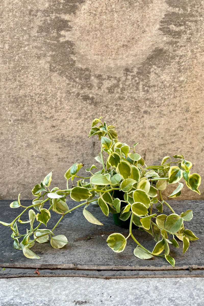 The Peperomia scandens sits in its 4 inch growers pot against a grey backdrop.