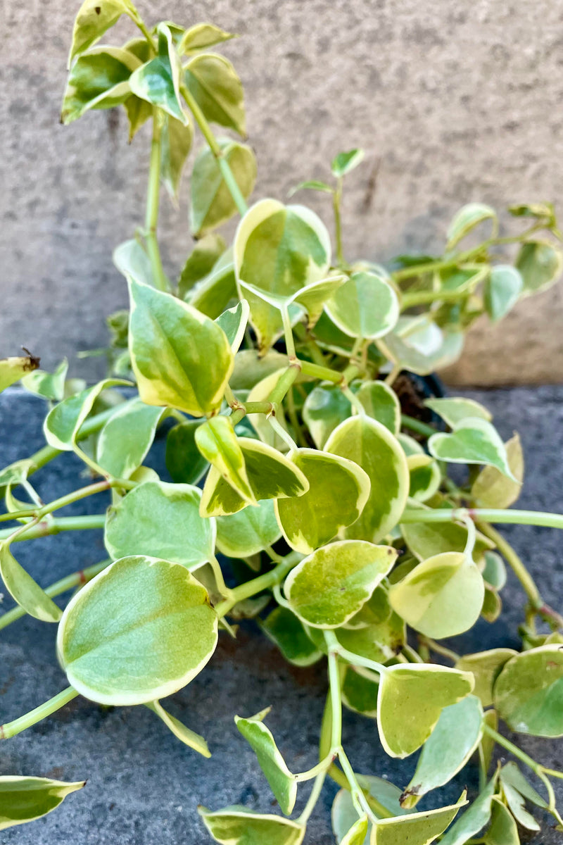 A detailed look at the Peperomia scandens's variegated foliage