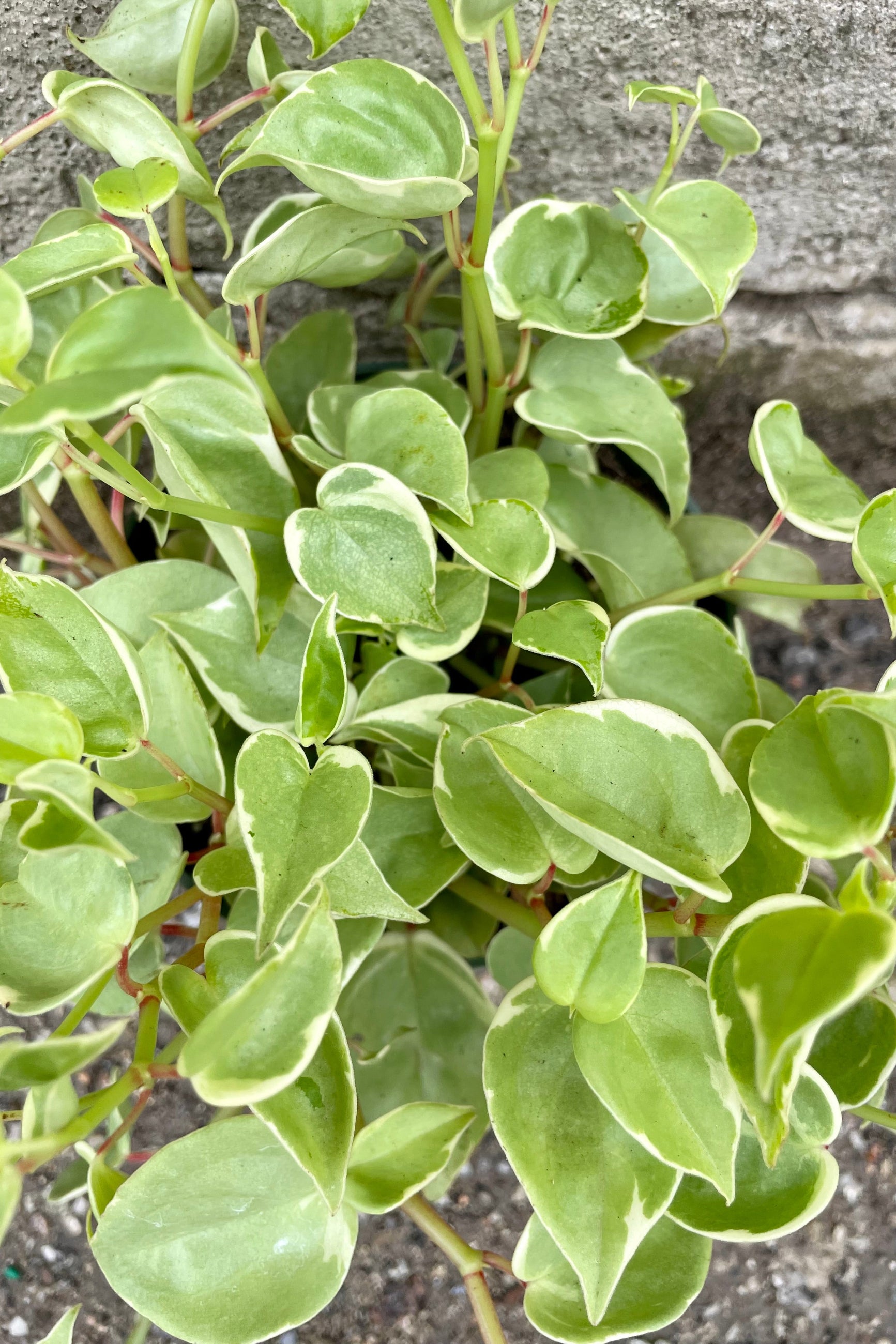 detail of Peperomia scandens 6" green vining leaves against a grey wall ©Sprout Home