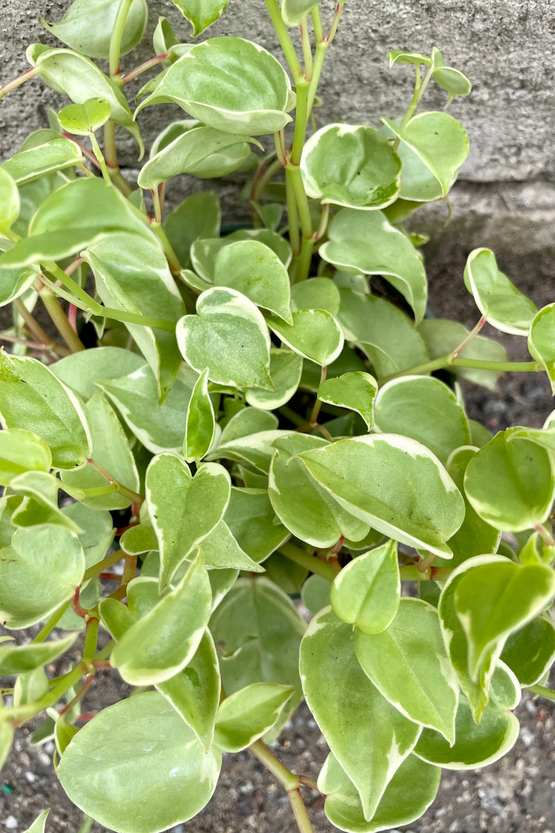 detail of Peperomia scandens 6" green vining leaves against a grey wall