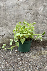 Peperomia scandens 6" green vining leaves against a grey wall