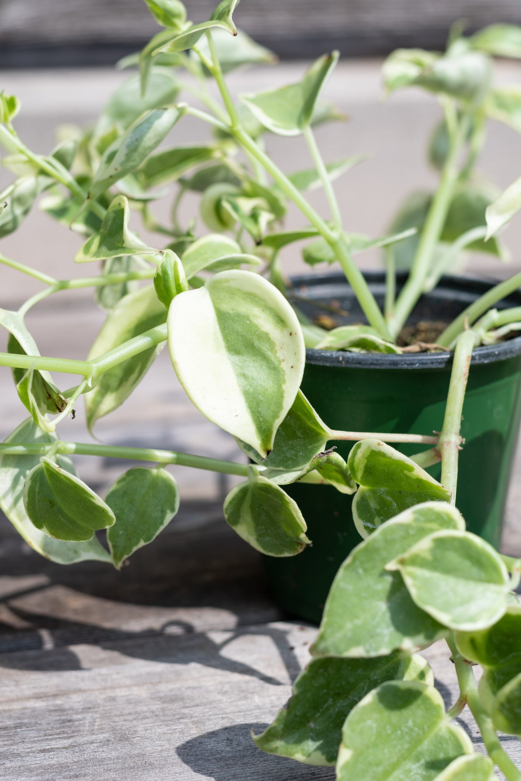 Close up of Peperomia scandens 'Variegata' leaves ©Sprout Home