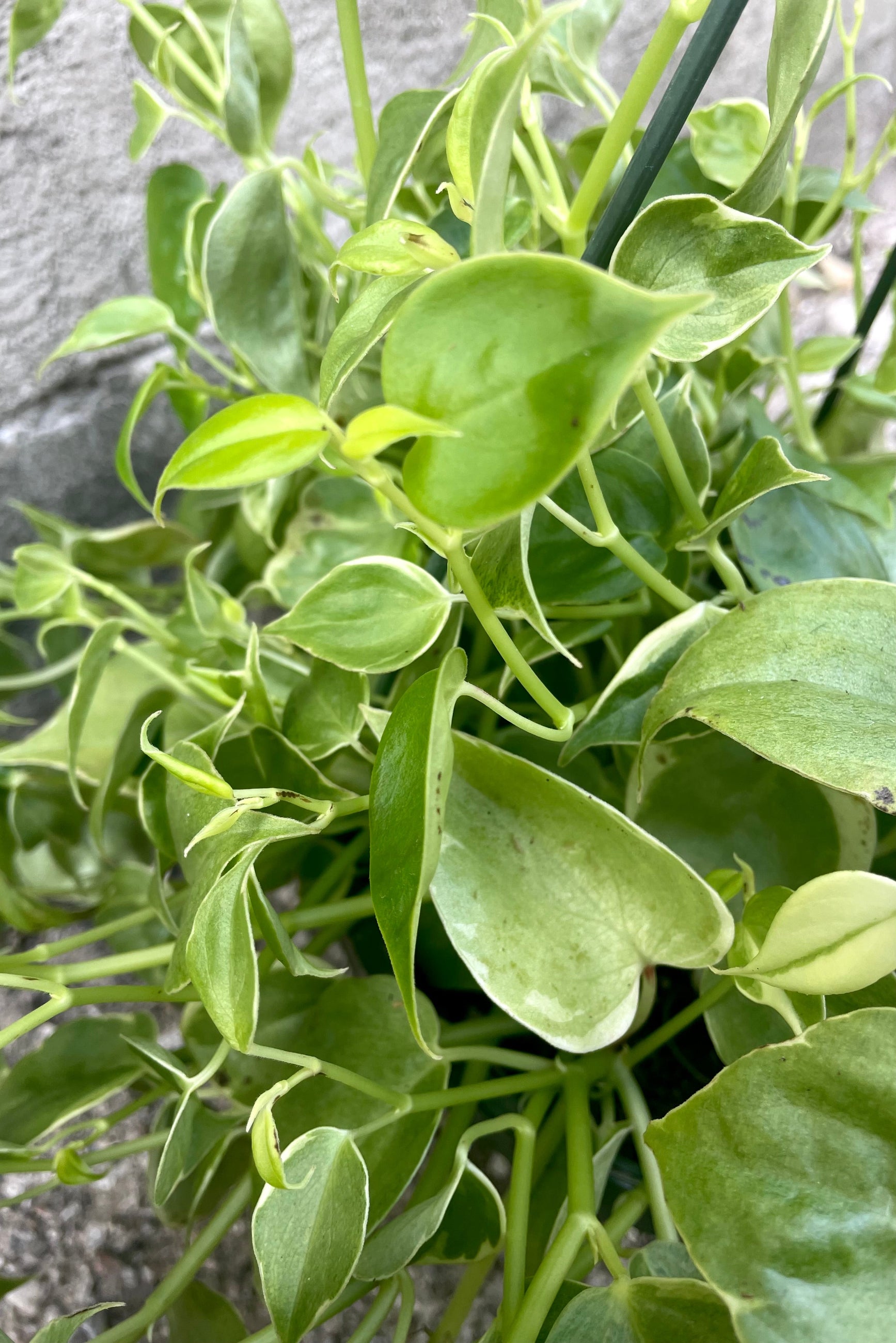 A close-up view of the vibrant green leaves of the 8" Peperomia scandens 'Variegata' against a concrete backdrop ©Sprout Home