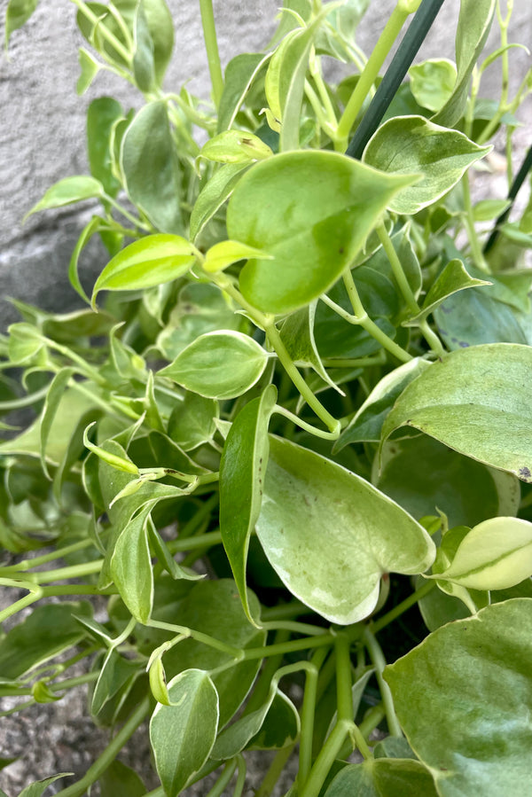 A close-up view of the vibrant green leaves of the 8" Peperomia scandens 'Variegata' against a concrete backdrop