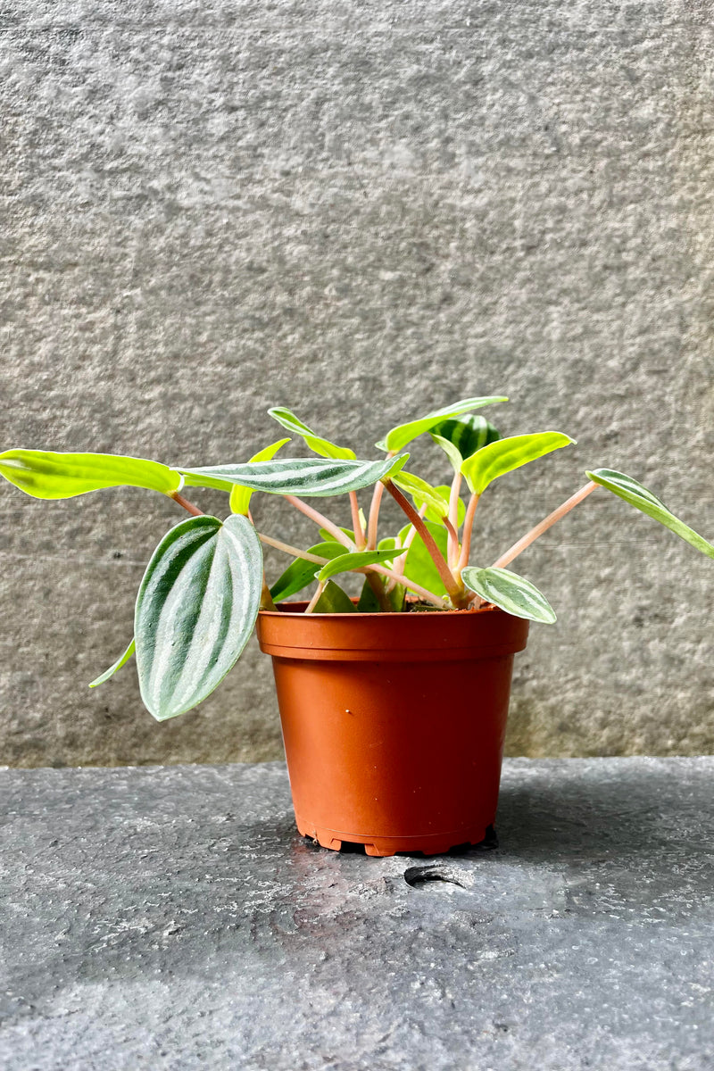 The Peperomia verschaffeltii "Mini Watermelon" sits pretty in its four inch growers pot.