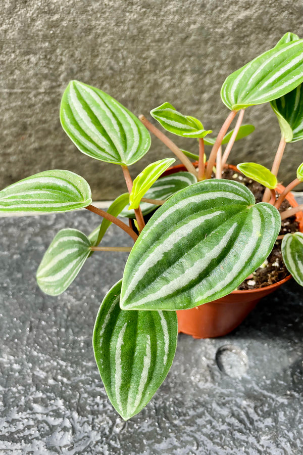 The Peperomia verschaffeltii "Mini Watermelon" boasts shimmery silver and green oval foliage.