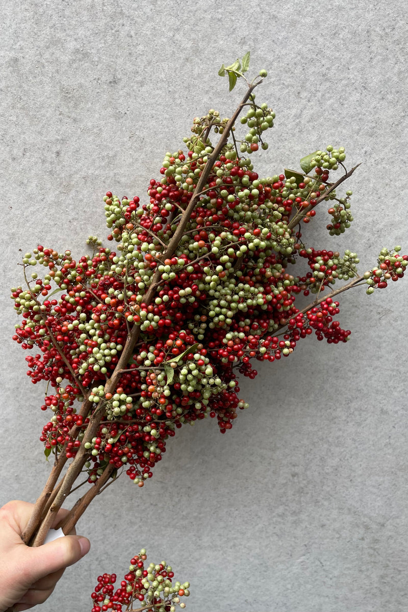 Upright pepper berry bunch against a grey wall.