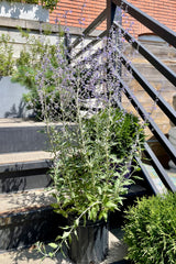 Perovskia atriplicifolia "Russian Sage" in a #3 pot size sitting on the steps at Sprout Home mid July showing the purple flower spikes above the silve foliage. 