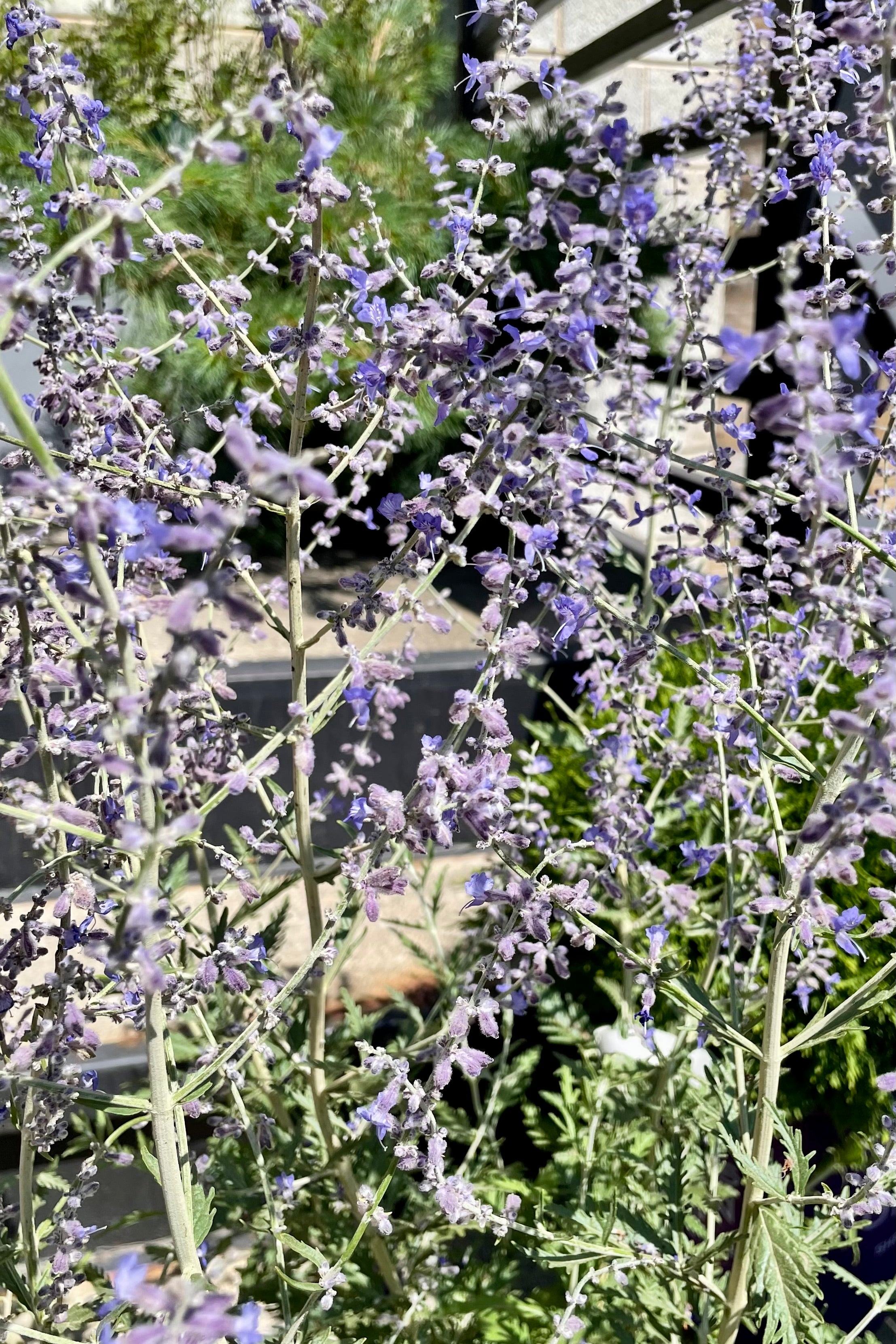 The bright lavender flower spikes of "Russian Sage" at Sprout Home mid July.