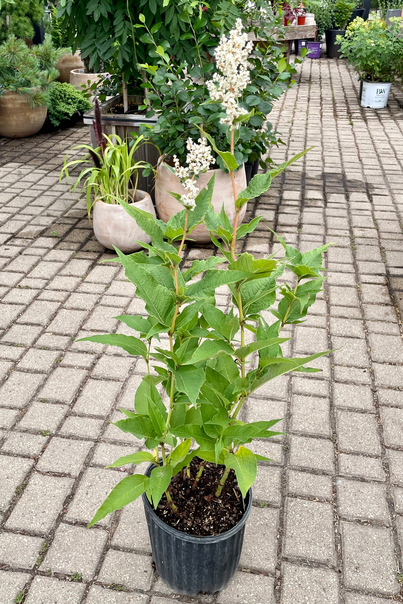 #2 pot size of the Persicaria polymorpha in full bloom showing the white flowers above green foliage the beginning of July at Sprout Home.