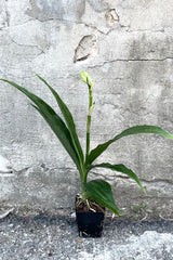A full view of Phaius Orchid 4" in grow pot against concrete backdrop