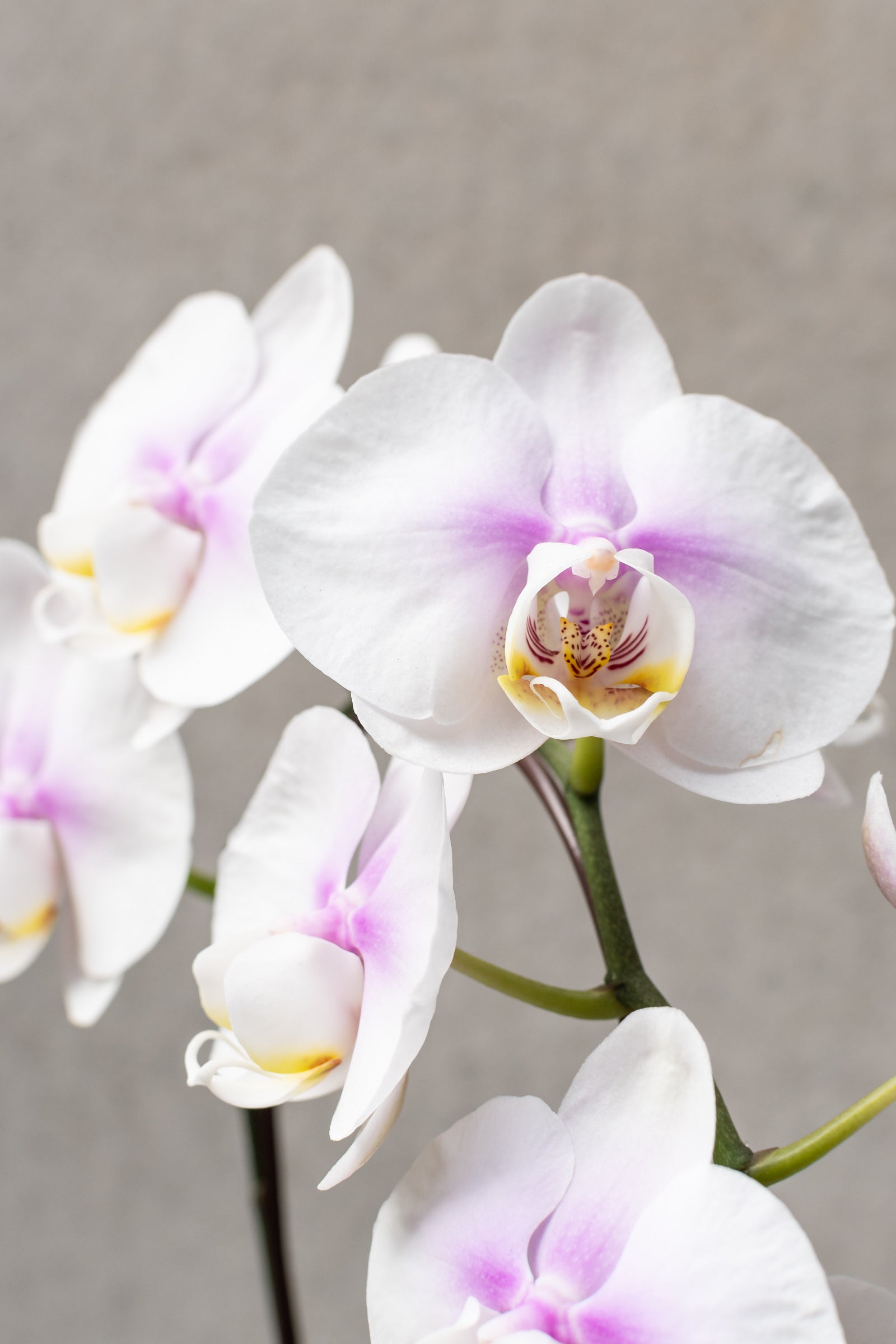 Up close flower of the Phalaenopsis orchid. 