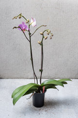 Phalaenopsis Orchid in a 4 inch container with a purple and white bloom. 